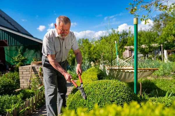 Un anciano con tijeras para cortar arbustos cizalla boj en forma de bola . —  Fotos de Stock
