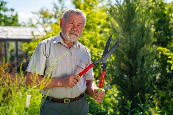 Un anciano con tijeras para cortar arbustos cizalla boj en forma de bola . — Foto de Stock