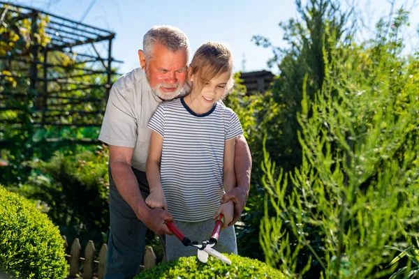 gardener grandpa teaches granddaughter to cut the bushes gardening shears.