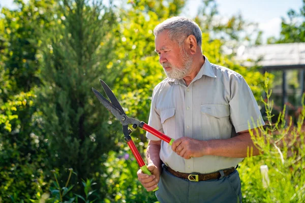 Un anciano con tijeras para cortar arbustos cizalla boj en forma de bola . — Foto de Stock