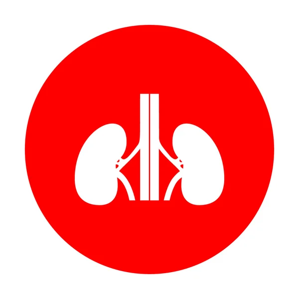 Signo de riñones humanos. Icono blanco en círculo rojo . — Archivo Imágenes Vectoriales