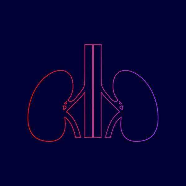 Die menschlichen Nieren signalisieren. Vektor. Liniensymbol mit Farbverlauf von rot nach violett auf dunkelblauem Hintergrund. — Stockvektor