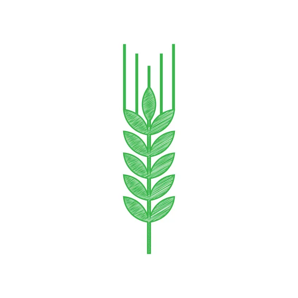 Pšeničná Značka Ilustrace Spiku Spica Zelená Čmáranice Ikona Pevným Obrysem — Stockový vektor