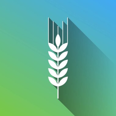 Buğday sembolü çizimi. Spike. Spica. Gri renkli beyaz simge, yeşilden maviye sınırsız gölge bırakıyor.