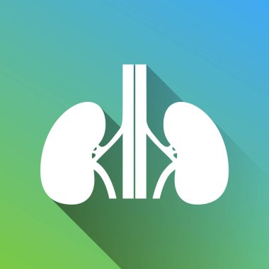 İnsan anatomisi. Böbrek belirtisi. Gri renkli beyaz simge, yeşilden maviye sınırsız gölge bırakıyor.