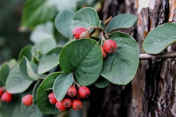 red berry grown in autumn wood/    