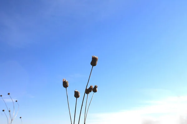çiçek minimalist resmi