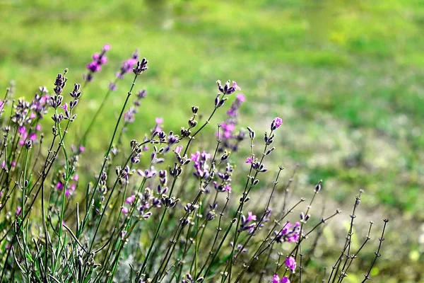 Maravilloso Campo Lavanda Otoño Primer Plano Horizontal Paisaje —  Fotos de Stock