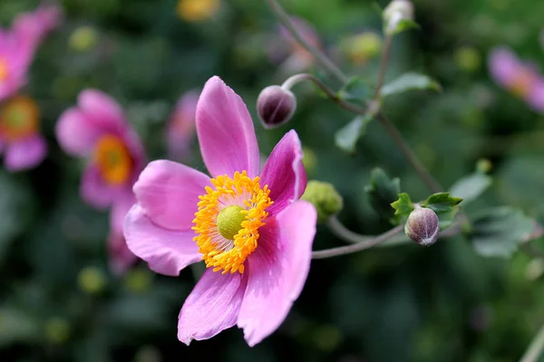 Růžový Květ Zeleném Lese — Stock fotografie