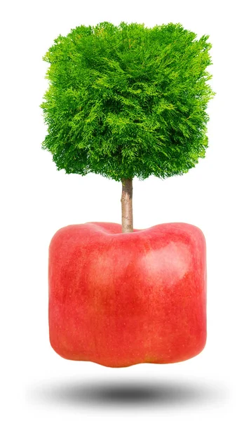 Thuja trädet växer på Apple. — Stockfoto