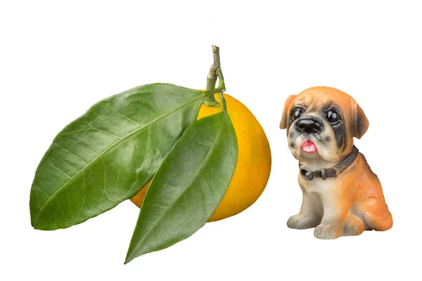 Büyük yaprakları ve bir köpekle birlikte Mandarin.