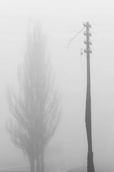 Bir ağaç ve sis lamba direği siluetleri.