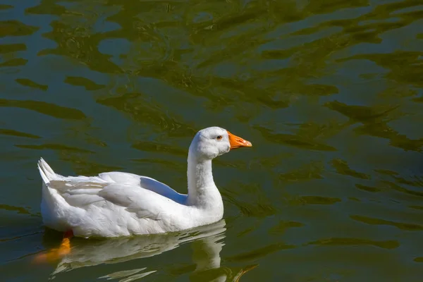 Goose white — Stock Photo, Image
