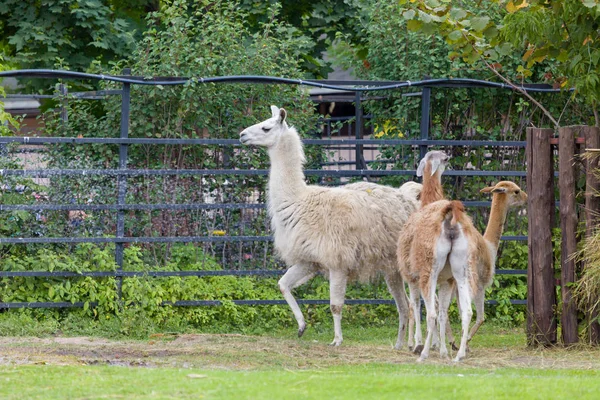 The llama — Stock Photo, Image