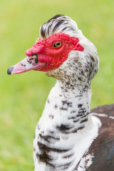 Muškátový oříšek kachna — Stock fotografie