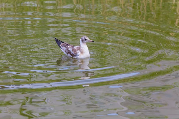 Seagulll на воде — стоковое фото