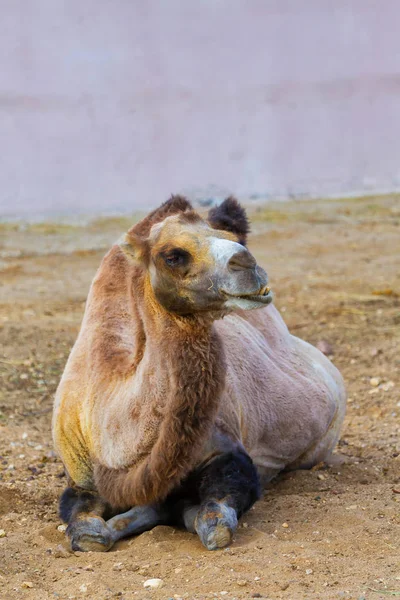 Camel — Stock Photo, Image