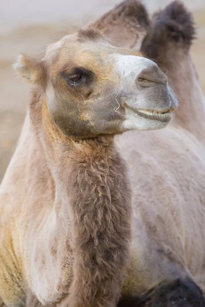 Camelo Dois Humped Está Sentado Areia Mastiga Grama — Fotografia de Stock