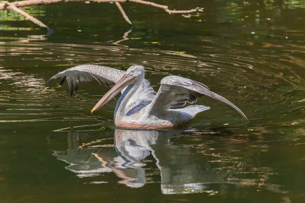 Pelican — Stock Photo, Image