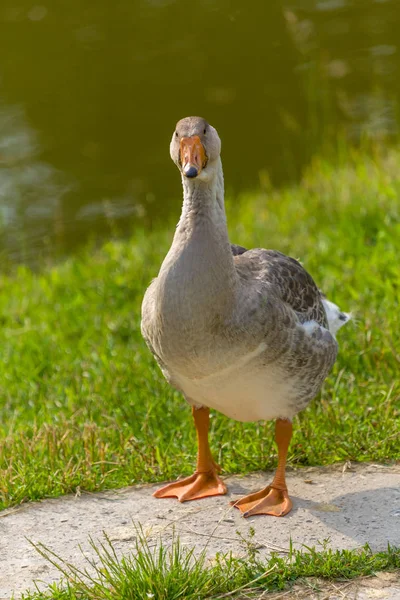 Gås — Stockfoto