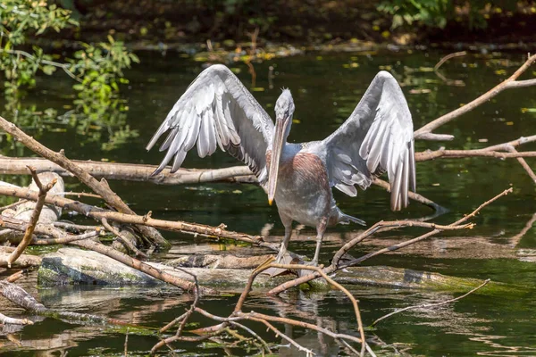 Pelikaan — Stockfoto