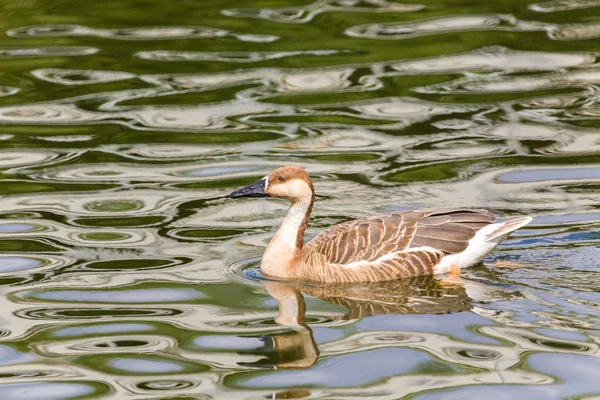 Ganso cisne ganso — Foto de Stock