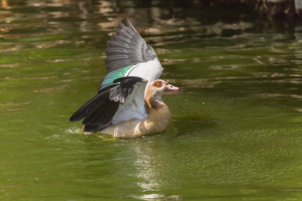 Gölet üzerinde yaban ördeği