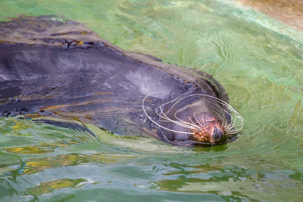kürklü fok, deniz aslanı