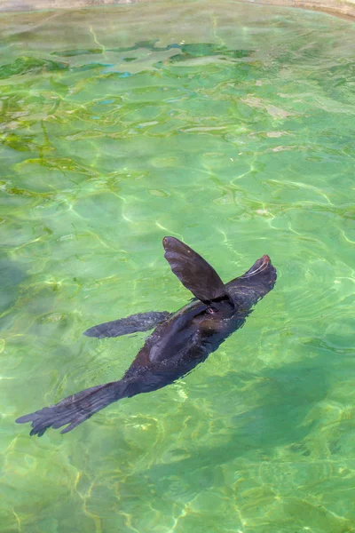 kürklü fok, deniz aslanı