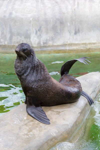 Fur seal, sea lion — Stock Photo, Image