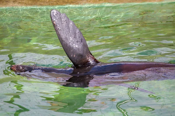 Pelzrobbe, Seelöwe — Stockfoto