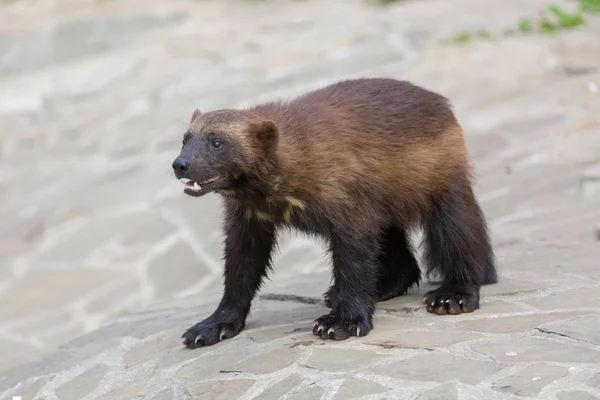 Wolverines Stockfoto