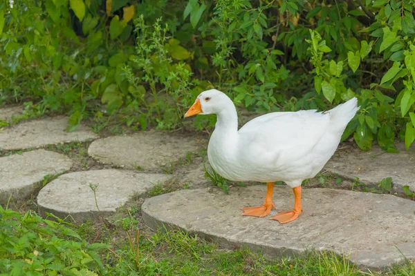 Gans wit Rechtenvrije Stockfoto's