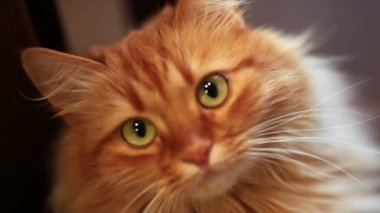 Komik Maine coon kedi başını ileri geri hareket. Çok güzel tabby yavru kedi 7,5 aylık. Güzel kızıl saçlı kitty bir şey arıyor. Kadar yakın çevresinde genç kedi gözlemleyerek ve gösterir dil.