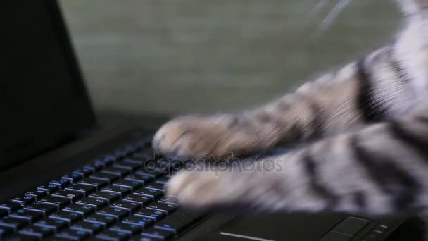 Cat está escribiendo texto en un portátil — Vídeos de Stock