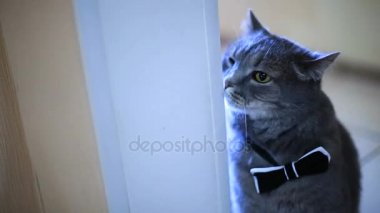 Siyah papyon kavram ve fikirler kedi