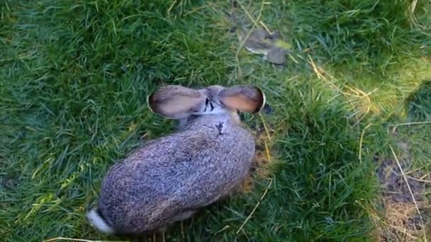 Young rabbit eating grass in the forest. — Stock Video