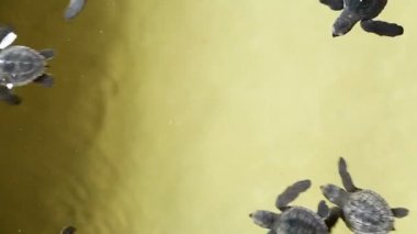 Yeşil deniz kaplumbağası yavru koruma tank