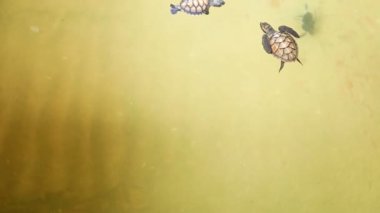 Yeşil deniz kaplumbağası yavru koruma tank