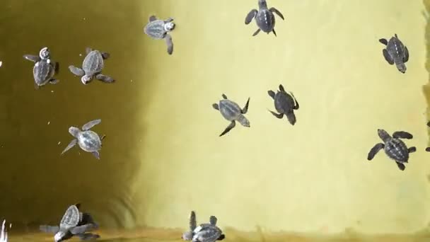 Green sea turtle hatchlings in conservation tank — Stock Video