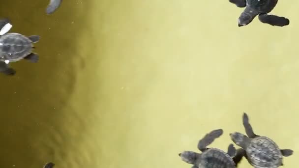 Écouvillons de tortues marines vertes dans un réservoir de conservation — Video