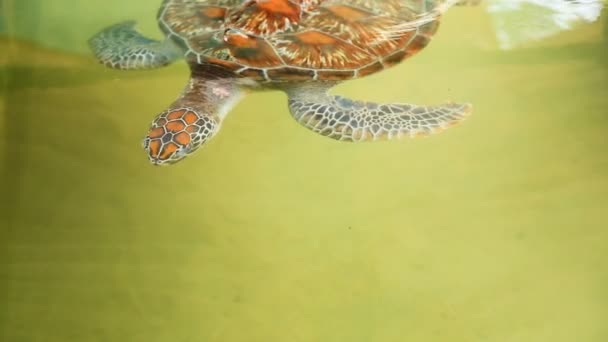 HD Video Footage of Hawksbill Sea Turtle swimming underwater — Stock Video