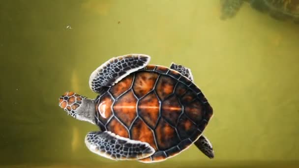 HD videóinak felvételeket a közönséges cserepesteknős víz alatti úszás — Stock videók