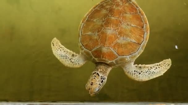 Vídeo em HD Filmagem de Hawksbill Sea Turtle natação subaquática — Vídeo de Stock