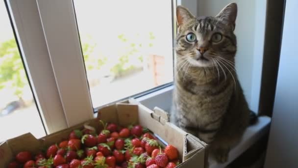 Cat and strawberry on the windowsill — Stock Video