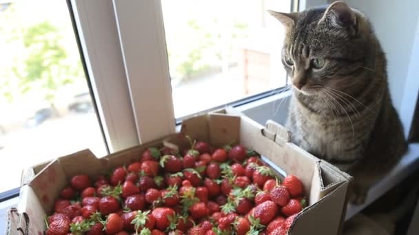 Gato e morango no parapeito da janela — Vídeo de Stock