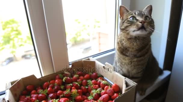Gato e morango no parapeito da janela — Vídeo de Stock
