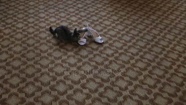 Кошеня грає з взуттям — стокове відео