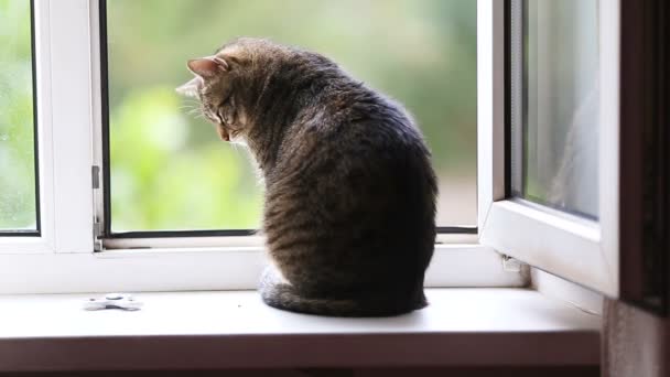 Katze schaut aus dem Fenster — Stockvideo