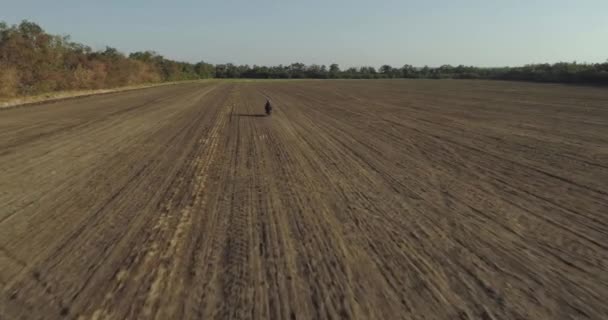 Un motociclista cavalca il campo — Video Stock